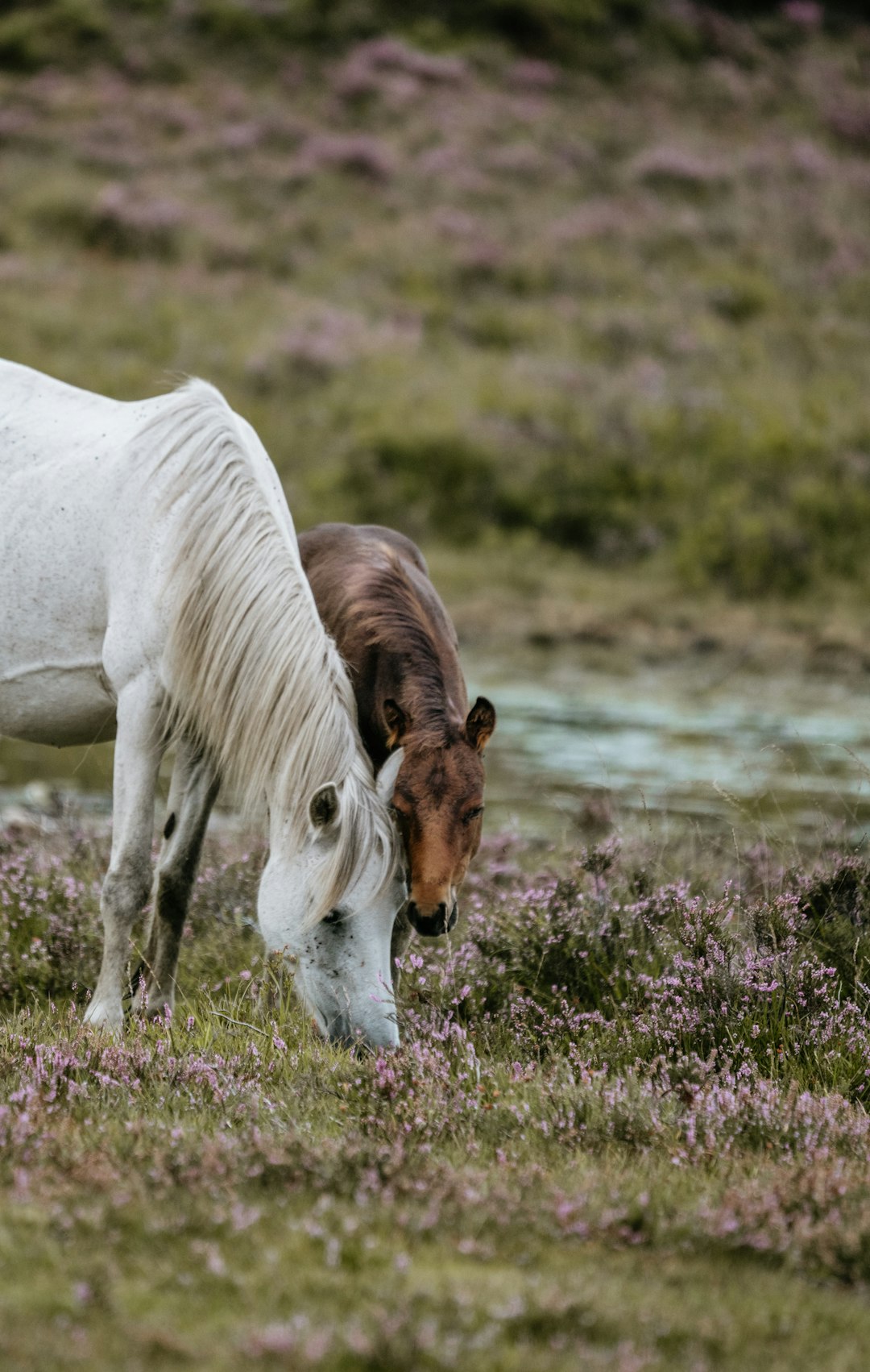 Mopedutleie: By- og Landsbylivets Sammenligning